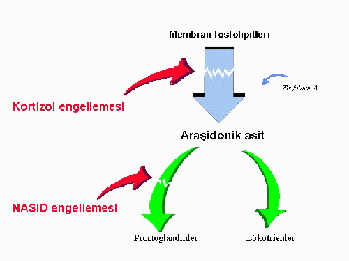 Nonsteroid antiinflamatuar ağrı kesicilerin etki mekanizması